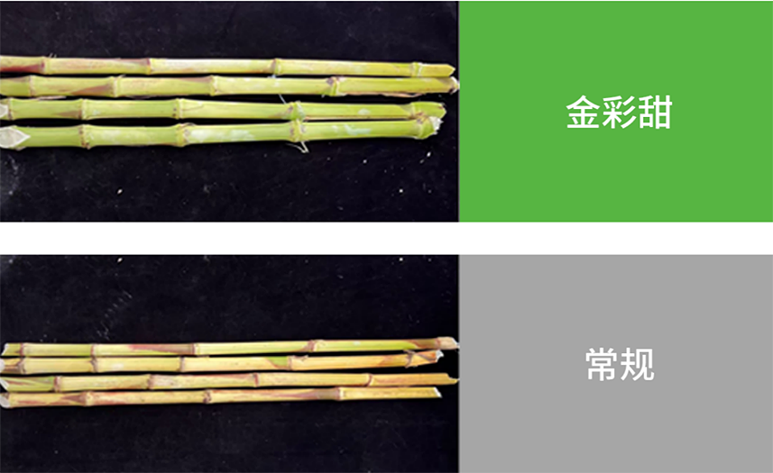 【官微SGC】春耕新品终稿1148 摩登4-妄想照进现实,致力成就将来!