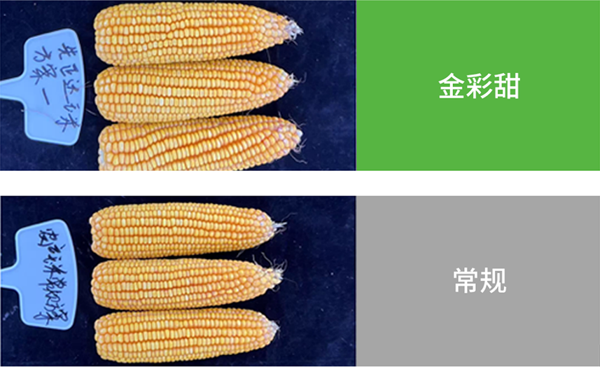【官微SGC】春耕新品终稿1150 摩登4-妄想照进现实,致力成就将来!